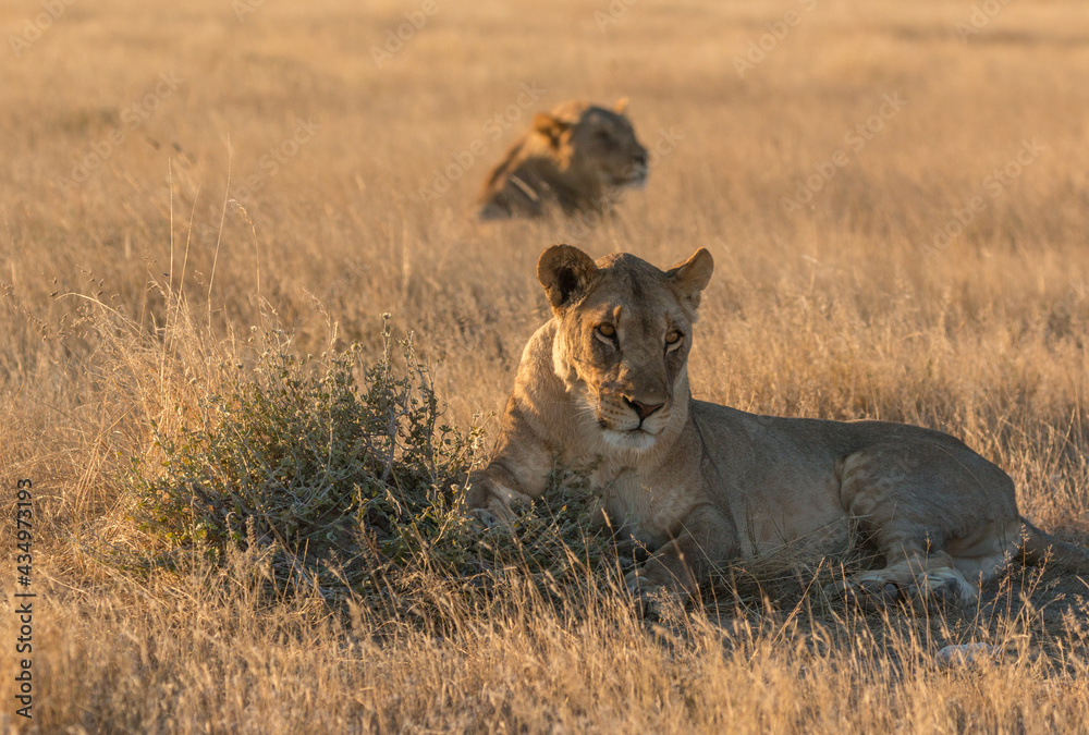 okondeka lion pride in savannah at sunset in etosha national parc okondeka lion pride in savannah at sunset in etosha national parc