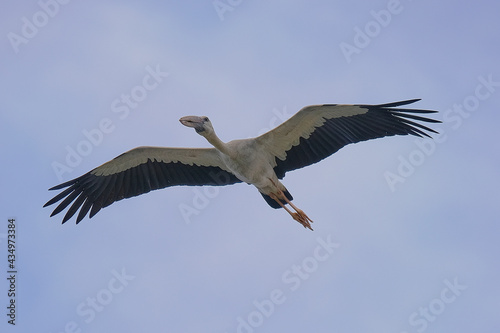 Asian openbill Stork