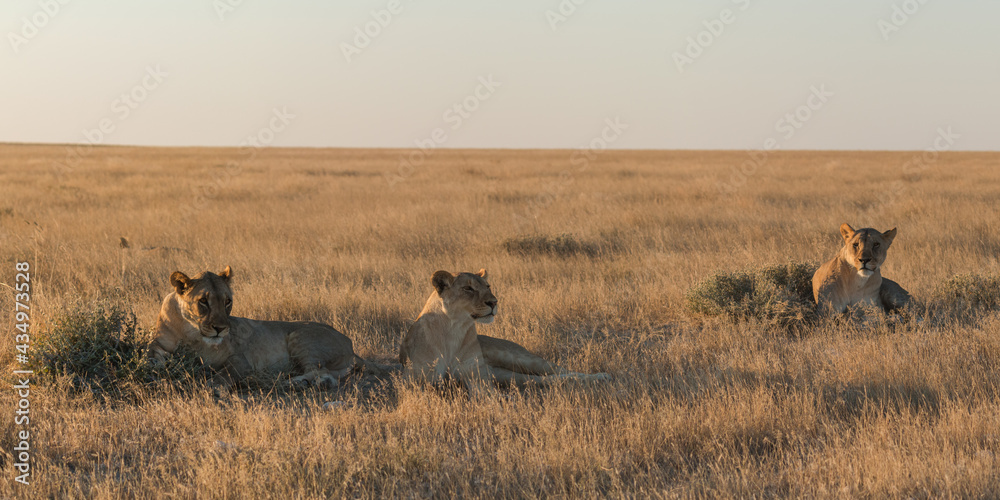 Naklejka premium okondeka lion pride in savannah at sunset in etosha national parc
