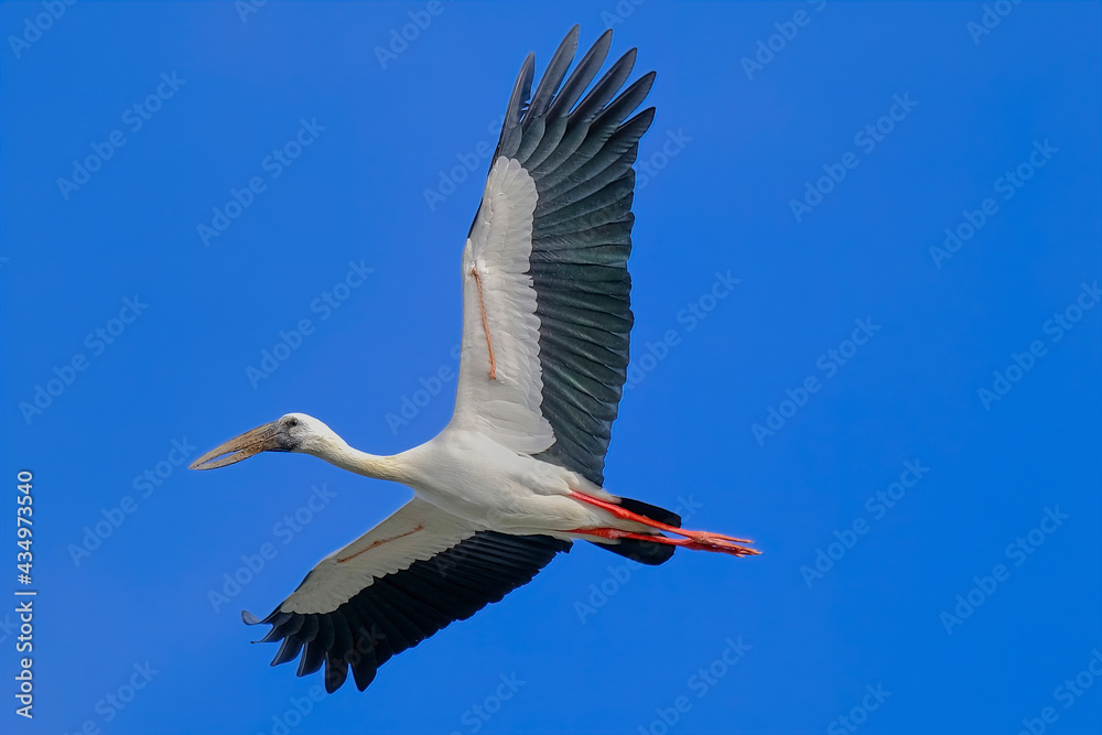 Obraz premium Asian openbill Stork