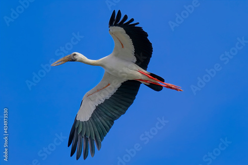 Asian openbill Stork