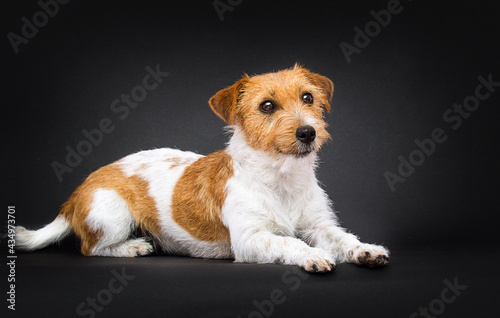 dog breed jack russell