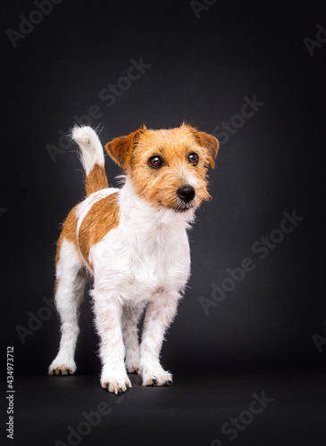 dog breed jack russell on a black background