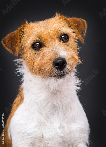 face dog breed Jack Russell on a gray background