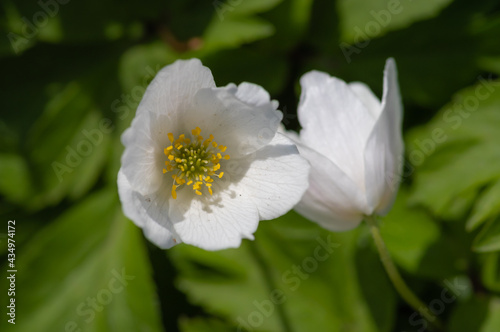 Closeup of two white flowers of wood anemone bent to each other on the textured background of green leaves