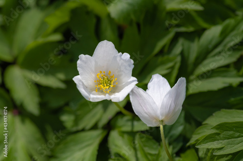 Closeup of two white flowers of wood anemone bent to each other on the textured background of green leaves 