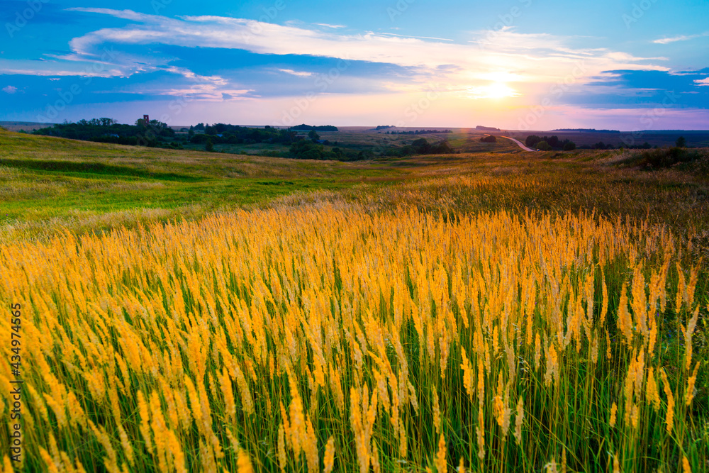 wheat field at sunset