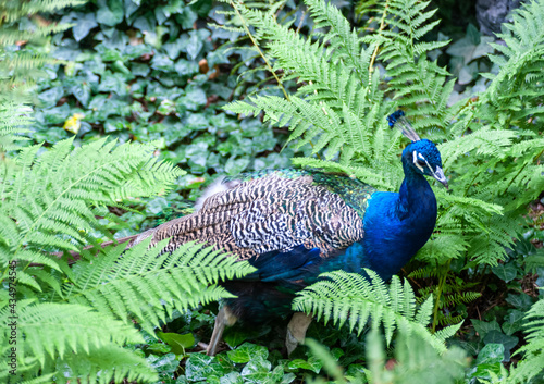 Fototapeta Naklejka Na Ścianę i Meble -  A handsome blue peacock bird emerges from its green hiding place, from a fern.