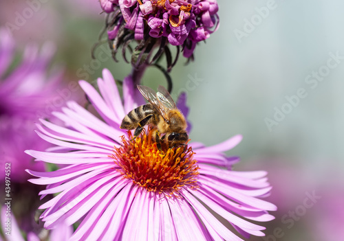 Fluffy worker bee on a pink flower collects pollen.