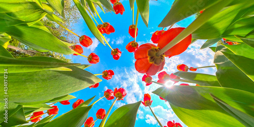 tulips flower 