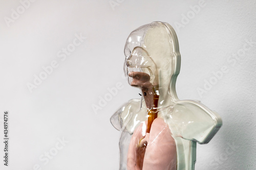 Nasogastric tube simulation torso - rotated 45º