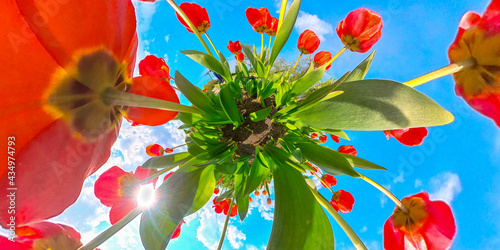 red  tulips planet 360