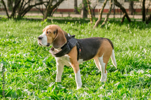 Beagle dog stands on a green lawn in the park. Walk in the park with the dog. Lop-eared short-haired hunting hound breed
