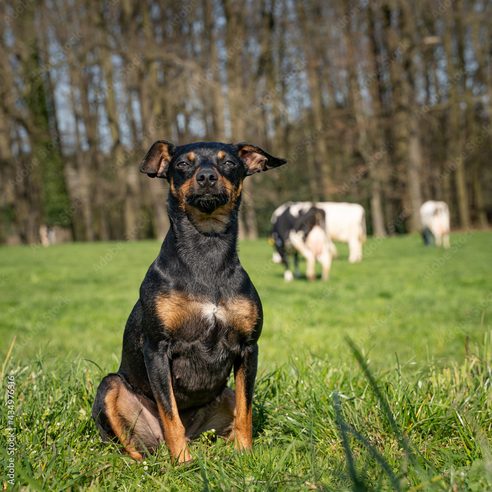  Junger Rehpinscher - Mischlingshund bei einigen Milchkühen auf der Weide. Symbolfoto.