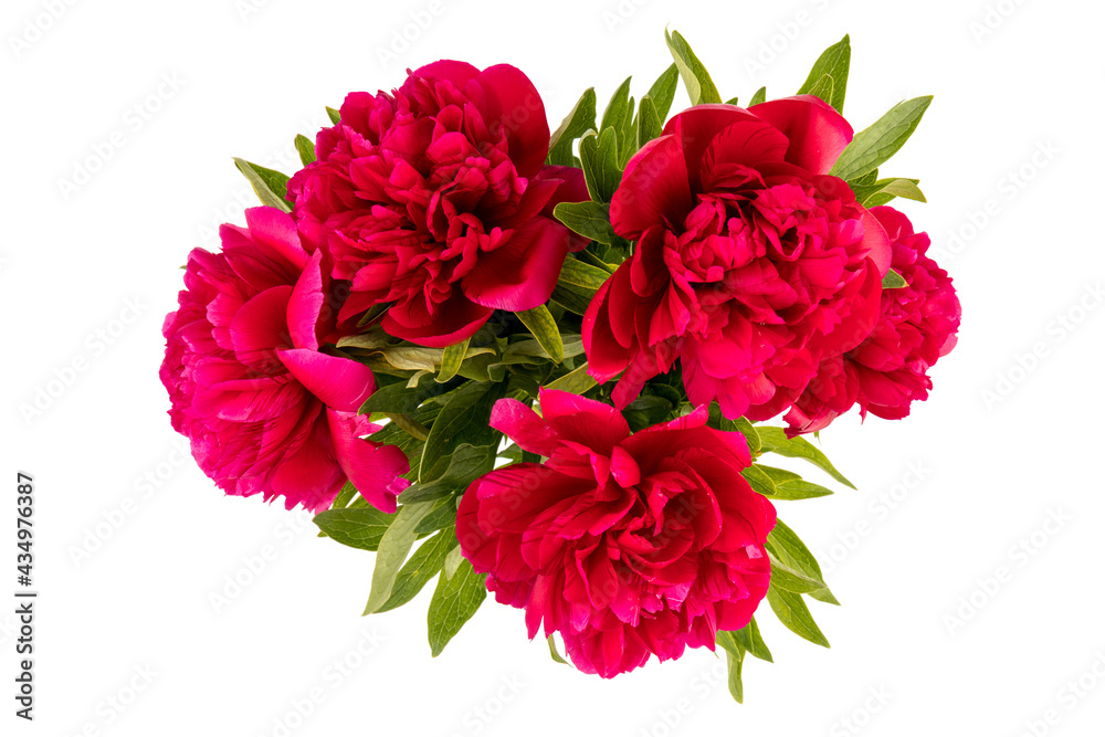 Peony flower closeup isolated on white background Peony flower closeup isolated on white background