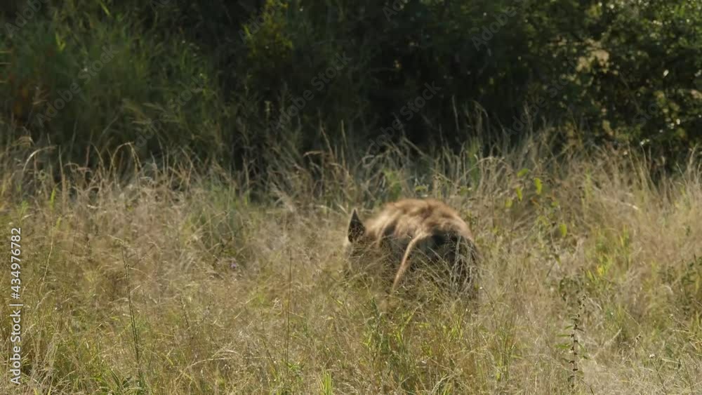 Spotted Hyena in African Savannah Habitat in South Africa Spotted Hyena in African Savannah Habitat in South Africa