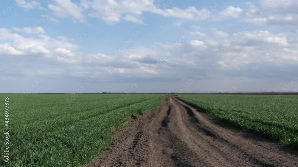 Green wheat plants field in early spring with beautiful sky and clouds and dirt Green wheat plants field in early spring with beautiful sky and clouds and dirt