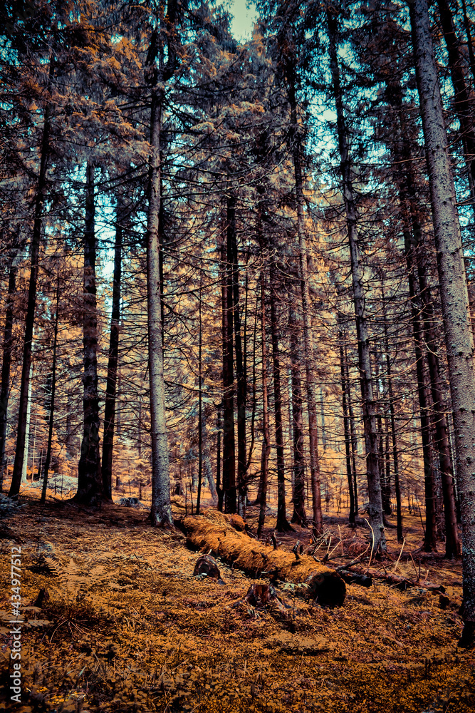 forest in autumn forest in autumn