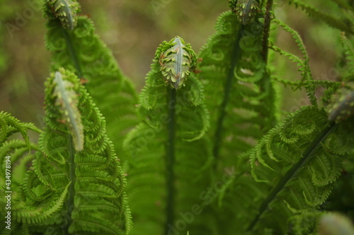 Młode liście paproci