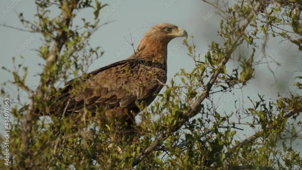 Close-up of Tawny Eagle in Wild Nature South Africa Close-up of Tawny Eagle in Wild Nature South Africa