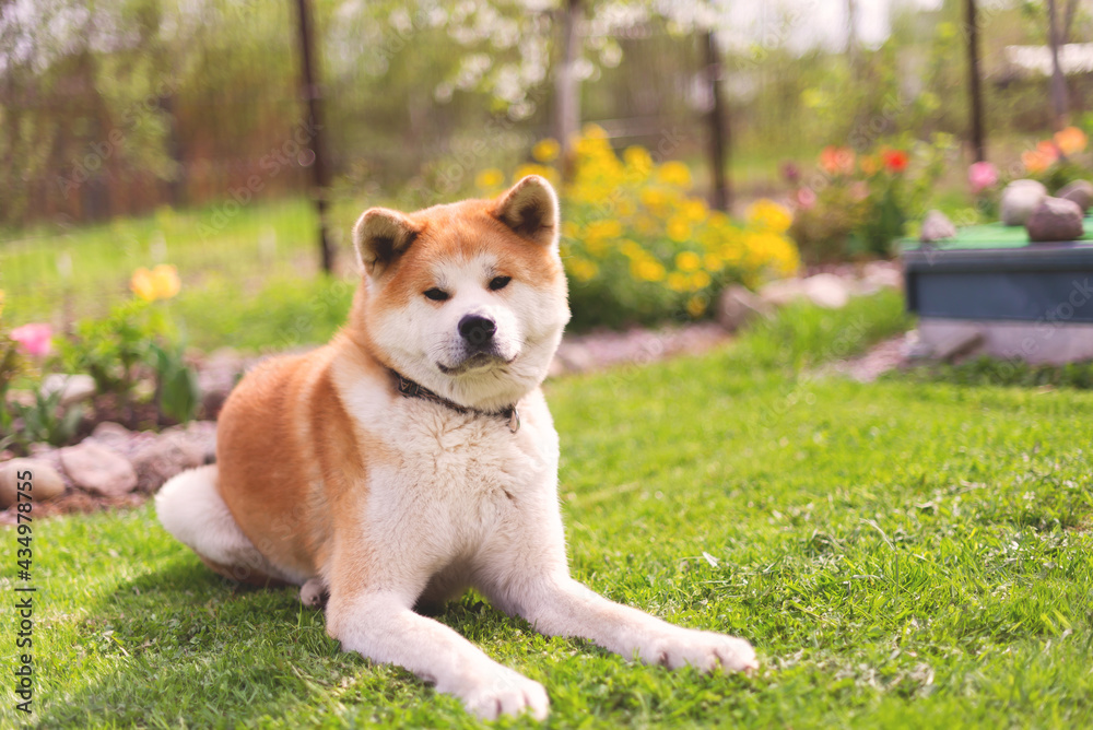 akitainu dog waking in the garden, summer background