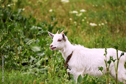 Cute goatling outdoors in spring grass  rural wildlife photo