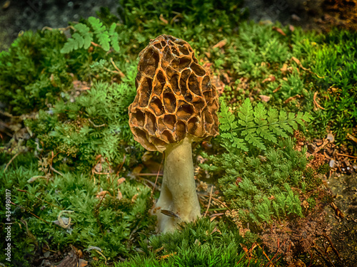 Morel mushroom in forest setting