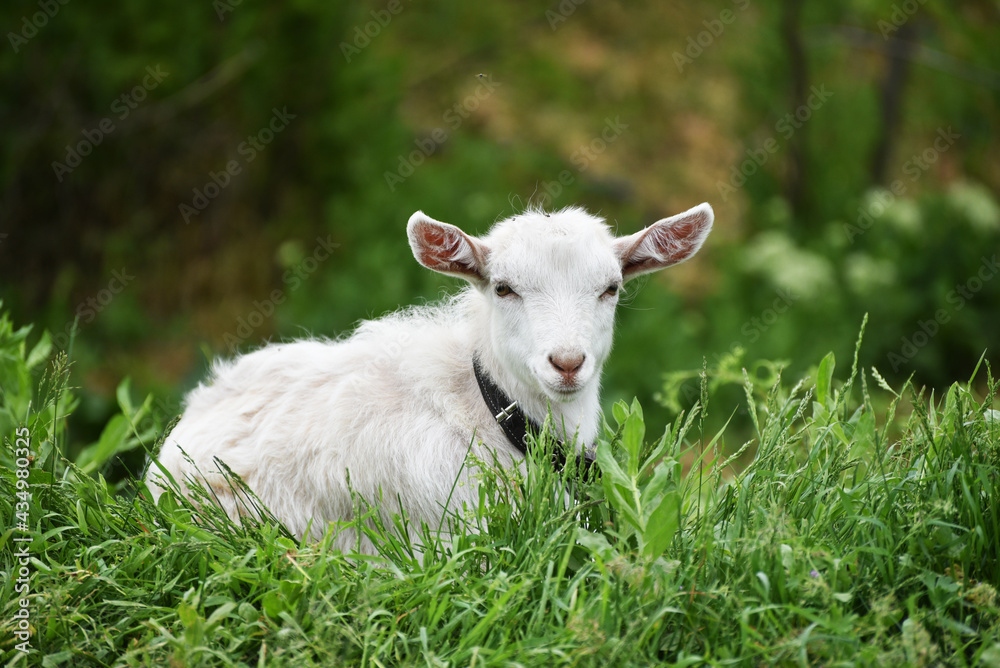 Obraz premium White small goatling outdoors, rural wildlife photo