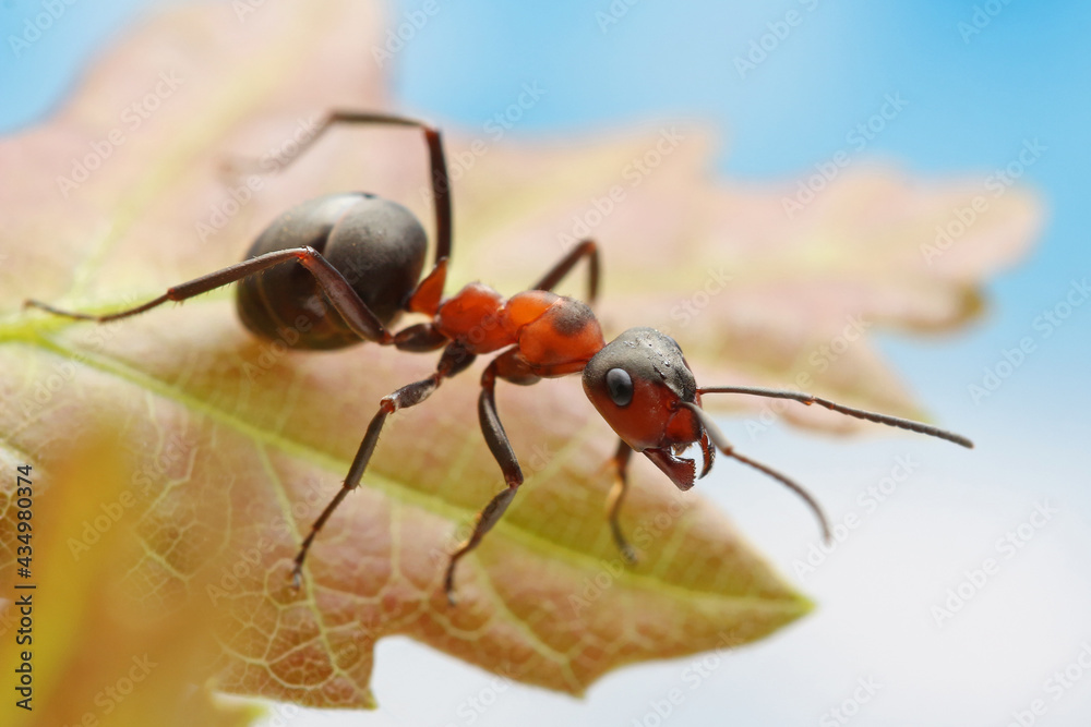 An ant sits on a small oak leaf. An ant sits on a young oak leaf against a blue sky and looks down. An ant sits on a small oak leaf. An ant sits on a young oak leaf against a blue sky and looks down.