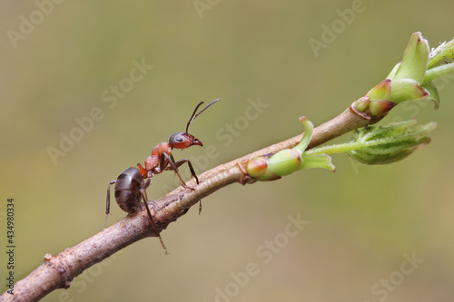 An ant runs along a branch and examines the young leaves. It's cool in the spring, and the ant doesn't run as fast as it does in the summer.