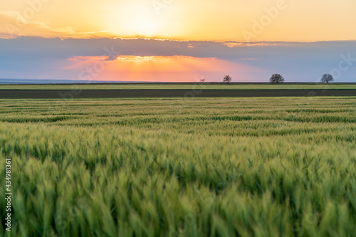 Green wheat at sunset during spring season  cereals grown on the agricultural field.