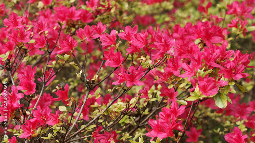 Rhododendron Hinode-giri Azalea in bloom. Spectacular clusters of cherry red flowers in mid spring with dark green foliage