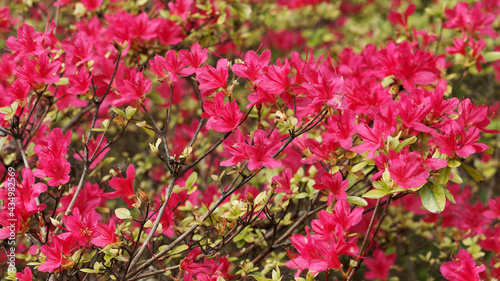 Rhododendron Hinode-giri Azalea in bloom. Spectacular clusters of cherry red flowers in mid spring with dark green foliage