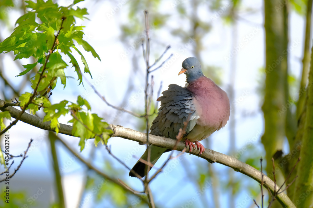 Fototapeta premium wild forest pigeon, wood pigeon, Columba palumbus, sitting on a branch of Marsh oak Quercus palustris, concept ornithology, birds of europe, nature protection