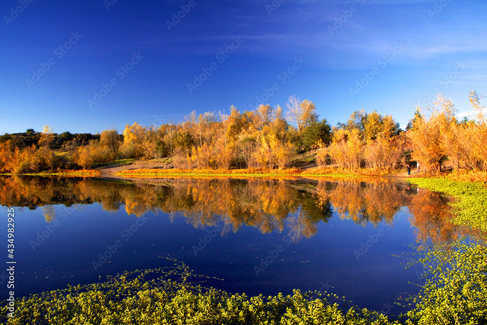 autumn in the forest