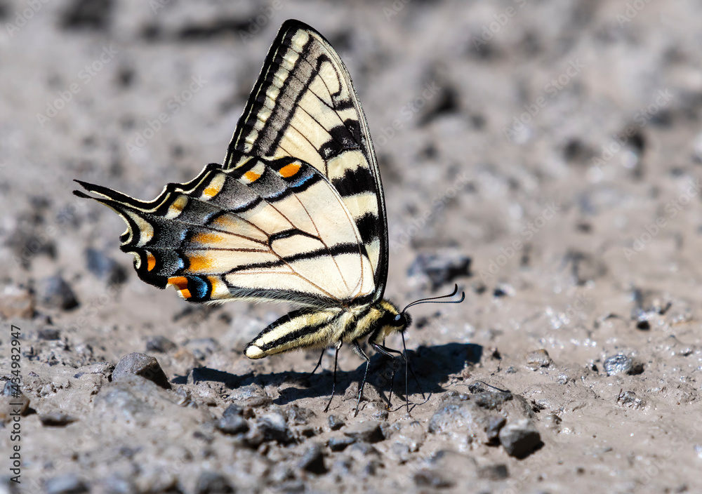 Obraz premium Swallowtail Butterfly