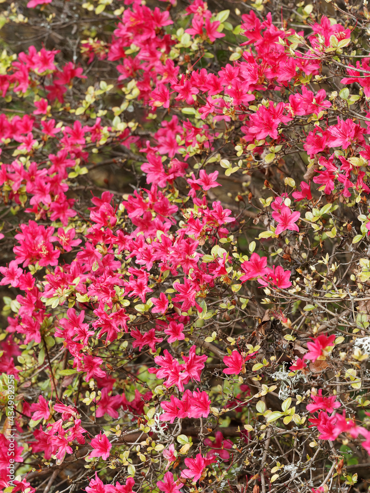 Hinode-giri Azalea or Rhododendron 'Hinode Giri' covered with clusters of cherry red trumpet-shaped flowers at the ends of the branches 