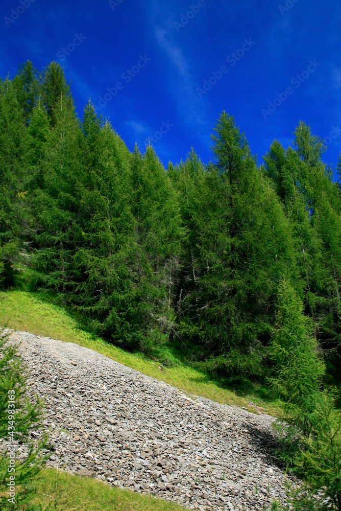 Obraz premium path in the forest