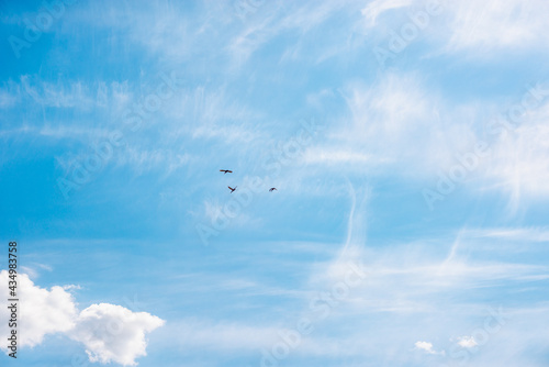 Birds on a blue sky with clouds.