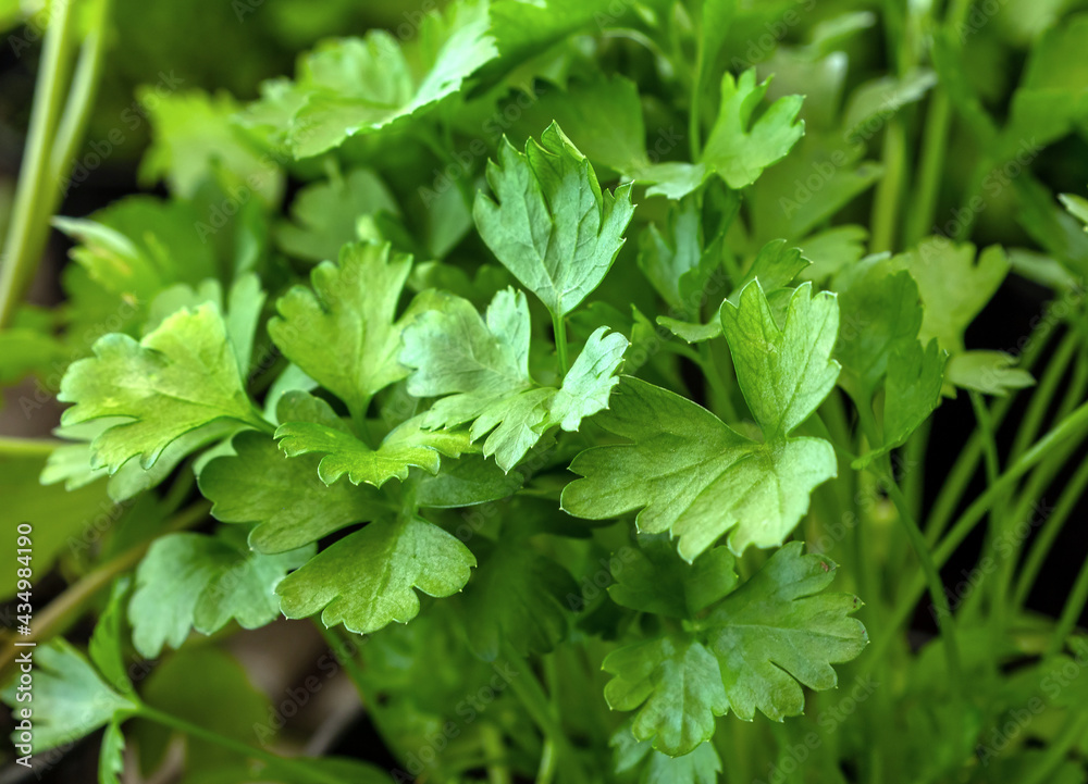 Looking down at the vibrant green leaves of the flat Italian parsley plant. Looking down at the vibrant green leaves of the flat Italian parsley plant.