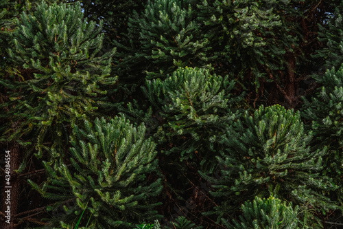 pine needles, Nature