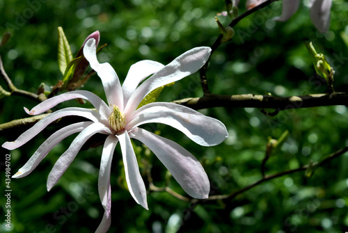Zdjęcie przyrody przedstawiające jeden rozłożysty biały kwiat