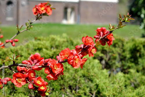zdjęcie przyrody przedstawiające gałązkę pokrytą drobnymi czerwonymi kwiatami
