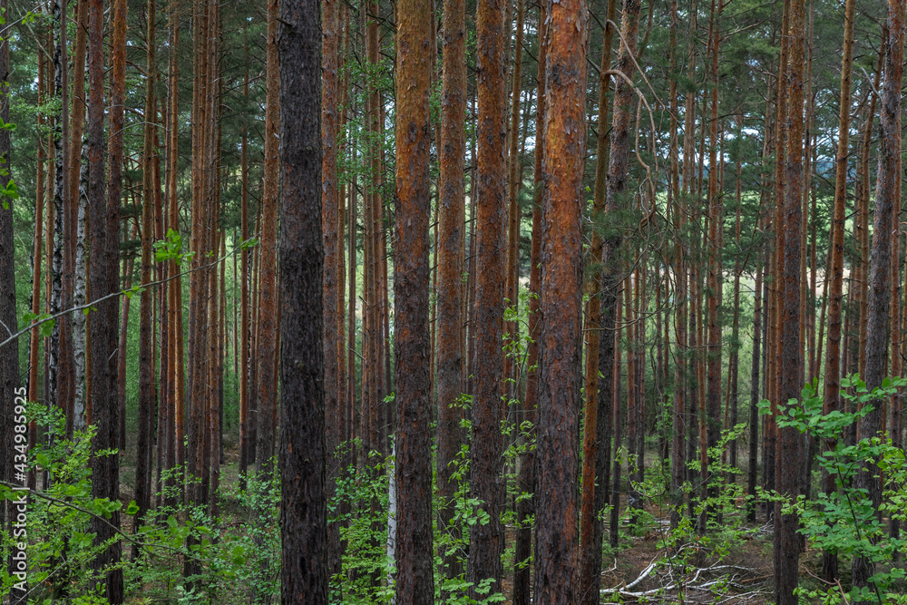 Trunks of young pine trees as a background. Trunks of young pine trees as a background.