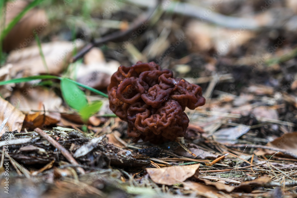 The first spring mushrooms - Gyromitra esculenta. The first spring mushrooms - Gyromitra esculenta.