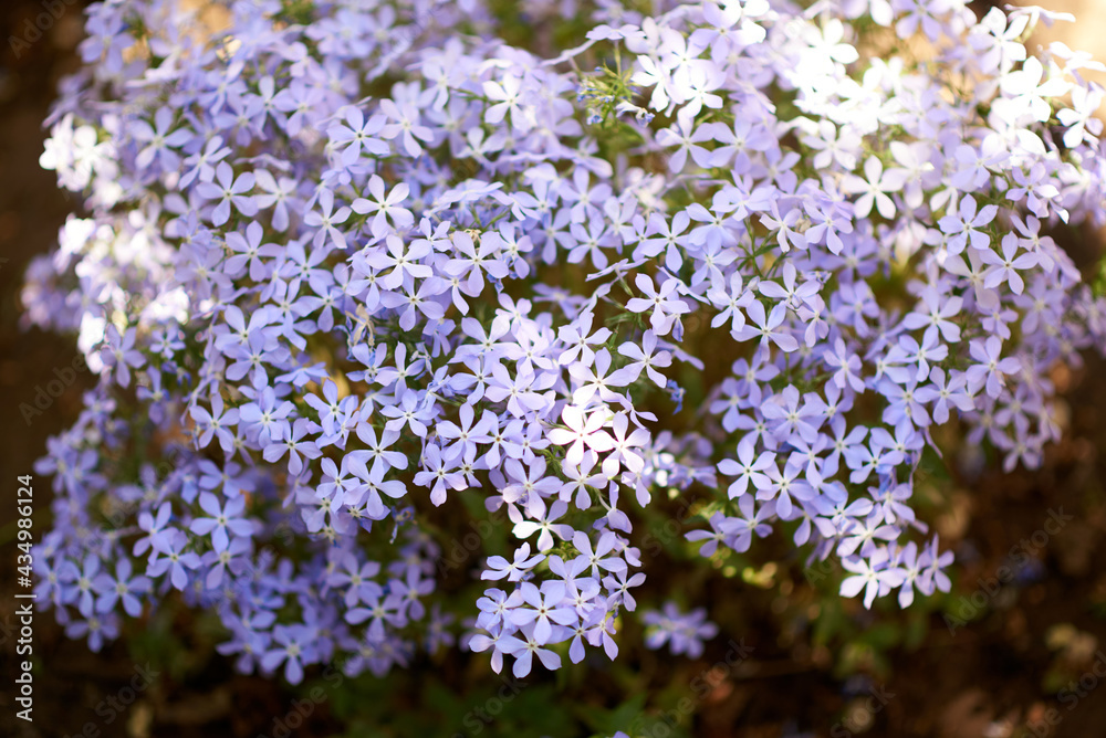 Obraz premium A bush of lilac phlox grows in the garden