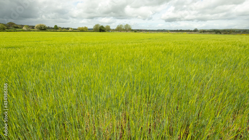 View of a field of barley  hordeum vulgare  out in ear