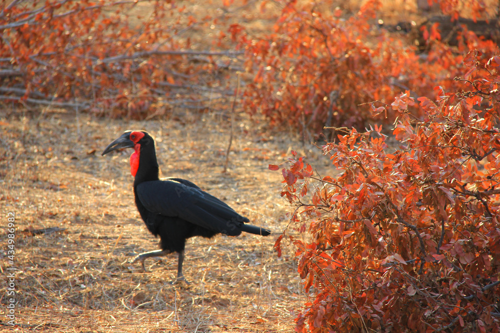 Naklejka premium Ground hornbill with red leaves