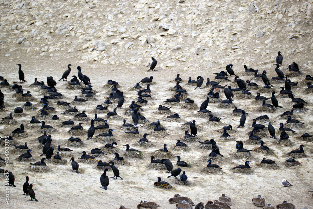 Fototapeta premium Point Lobos - Nesting Cormorants