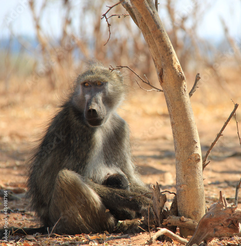Baboon mother and baby in the grasslands, Africa